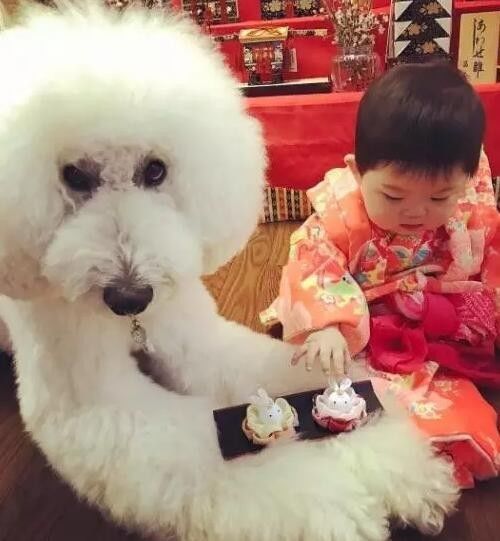 日本一位奶奶分享的两只狗狗与小孙女的日常