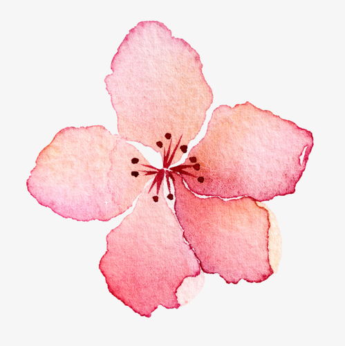 水彩手绘粉色樱花素材图片免费下载高清卡通手绘png千库网图片编号7315571