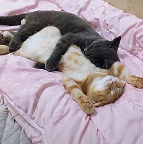 女子回家不见猫,到卧室一看心情复杂你俩可都是公猫啊