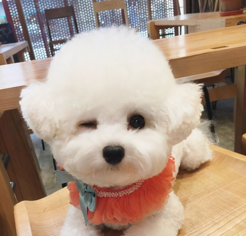 狗狗与生俱来的6种超能力,你家有吗