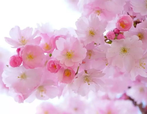 早春第一游,相约樱花山邹平樱花山2019樱花节将于3月16日盛大开幕