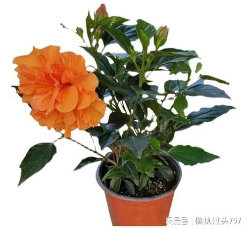 6种美丽花,适合懒人养,给点阳光就灿烂,养在家里富贵大气
