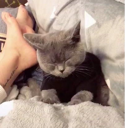 蓝猫一边打盹,一边帮主人按摩,网友混一口粮吃不容易啊