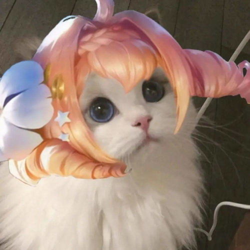 王者荣耀猫头第4期女神团喵咪接头头像,这么可爱的猫从哪里来的