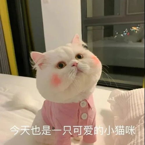 沙雕表情减肥的你