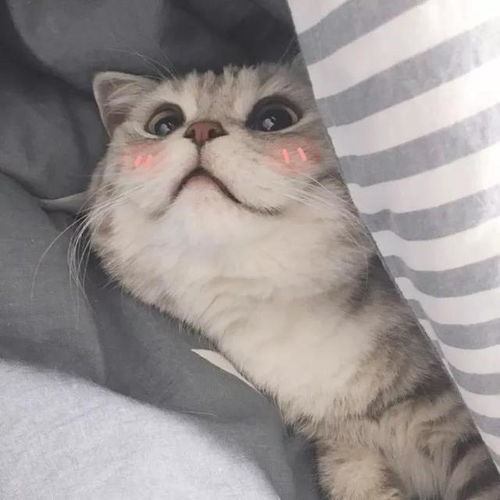 猫咪来了我没有喜欢的类型,你是什么样子,我就喜欢什么样子