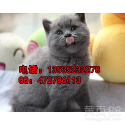广州哪里有卖英国短毛猫广州纯种英短蓝猫一只多少钱-黄页88网