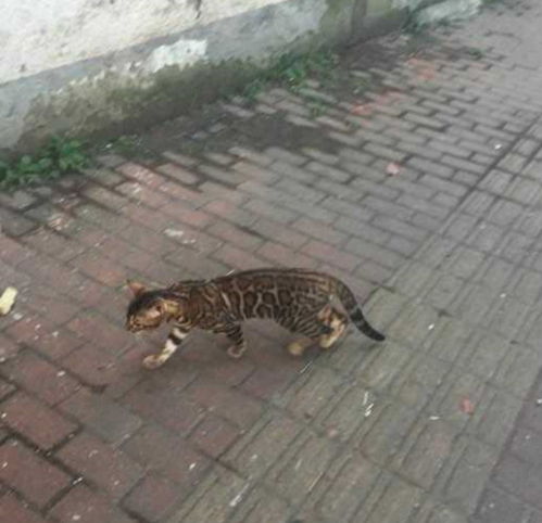 女孩路遇流浪猫,拍照传到网上后,网友一只行走的人民币
