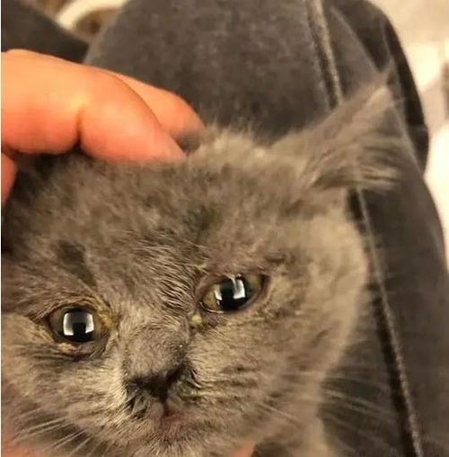 云南花800元买了只蓝猫,女子在收到货后却大吃一惊又丑又病