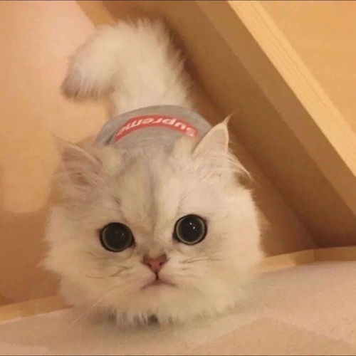 ins风微信头像