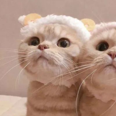 女生头像可爱猫猫情头
