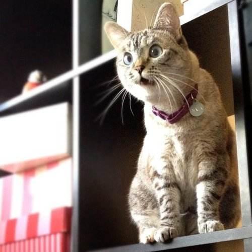 女头像是猫说明单身猫猫