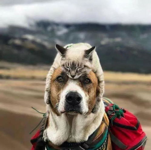 喵星人仗狗走天涯,一猫一狗告诉你旅行的意义