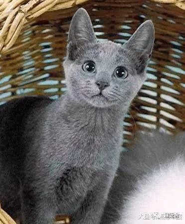 蓝猫目睹女孩上厕所,于是偷偷跟着学,它的尿姿让全家人笑喷
