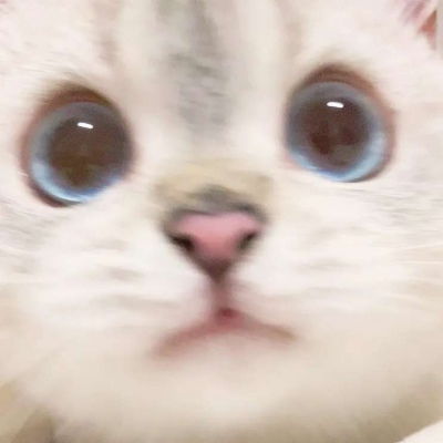 林七愿宠物头像怼脸合集猫咪