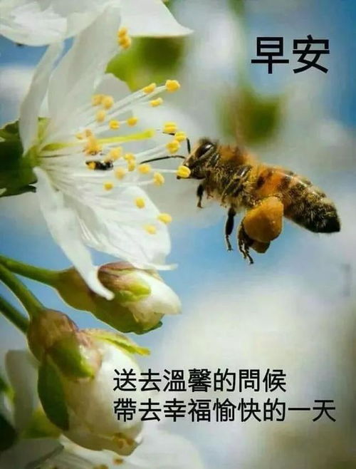 早上好问候语早安温馨祝福语图片带字