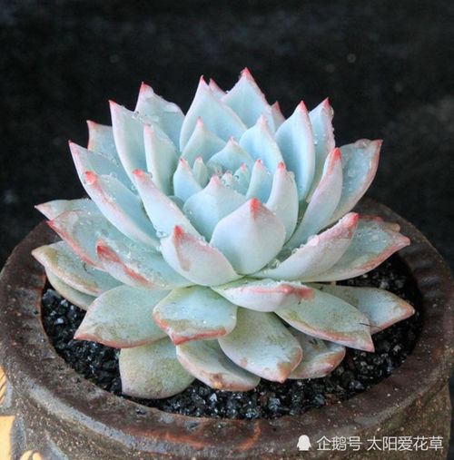 多肉粉蓝鸟怎么养掌握5点,养出仙气飘飘的状态美极了