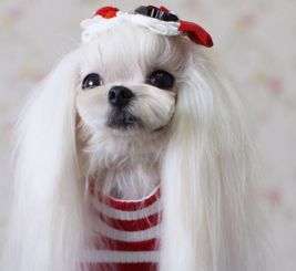 9种受欢迎的小型犬,很适合女孩子养,西施犬上榜,第2种最常见