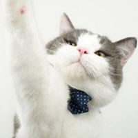 猫咪么么哒表情包微信头像图片大全