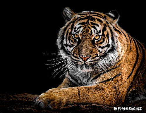 老虎和狮子谁更厉害,揭开背后的谜团,狮虎之争之谜