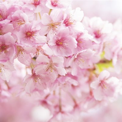 牡丹花微信头像