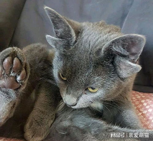 蓝猫因天生四耳遭弃,女子觉得它可爱收养,却意外收获网红猫