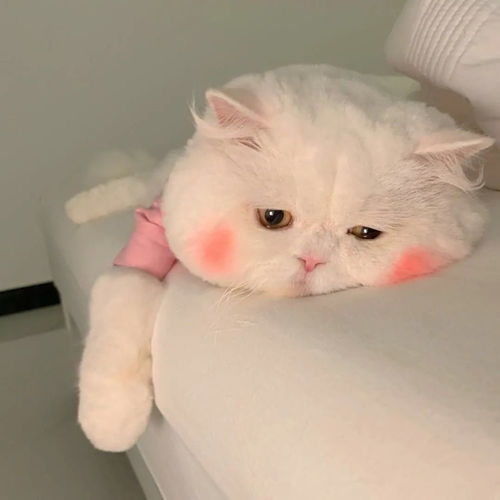 小众可爱情侣头像