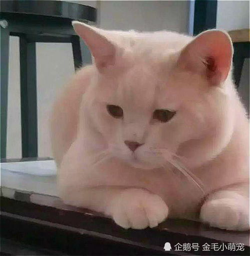 女孩买只蓝猫,养半年后褪色,老板看后理直气壮你应该补钱给我