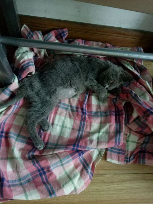 女孩买来一只英短蓝猫,喂养不到两月时间,医生直接建议说安乐死