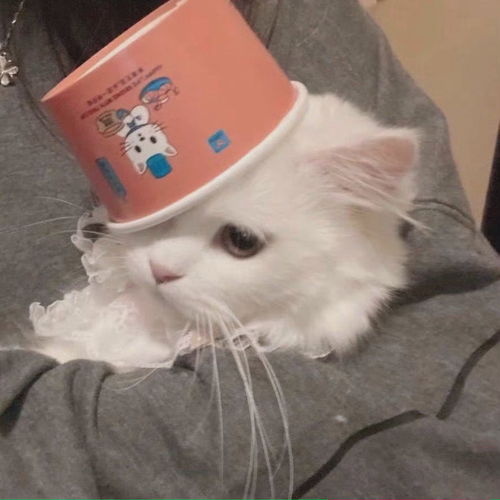 可爱猫狗头像