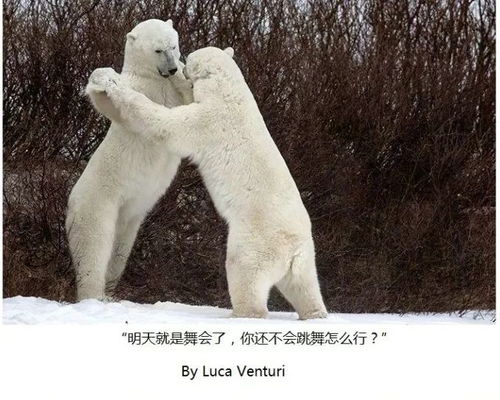 搞笑野生动物摄影奖,能捕捉到这种时刻,厉害了
