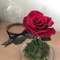 全人手制作迪士尼disney美女与野兽beautyandthebeast保鲜花玫瑰花生日母亲节礼物