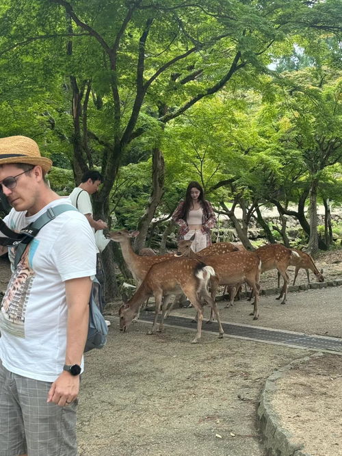 王思聪去奈良喂鹿,不顾新女友专心喂鹿,新女友懒懒只顾拍照留念