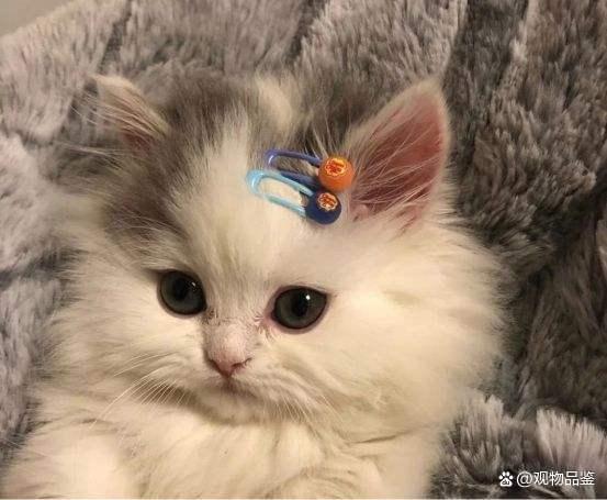 最贵的猫的品种是哪种