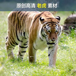 草原森林动物园老虎白虎猎豹华南虎素材图片