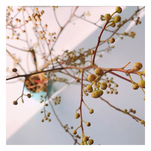 京东直播首秀读一本书,插一瓶花