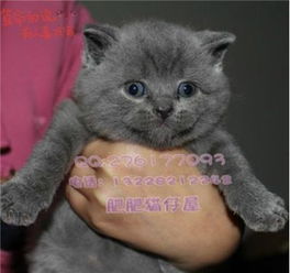 超萌英国短毛猫蓝猫宝宝找新家了送全套猫猫用品