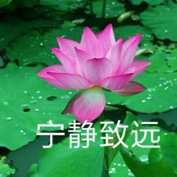 中老年人头像风景和花老年人专用微信头像
