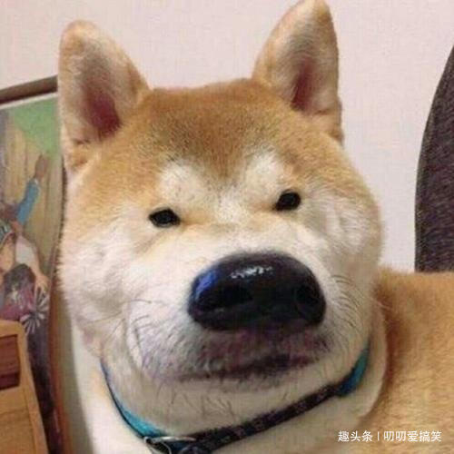 幽默笑话做老婆可以很刁,哎,做女人多好呀