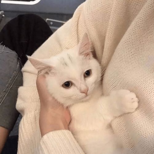 分享甜甜甜甜的猫猫头像