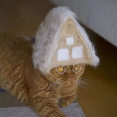 主子的猫毛令你苦不堪言来看看日本这对小夫妻是怎么做的吧
