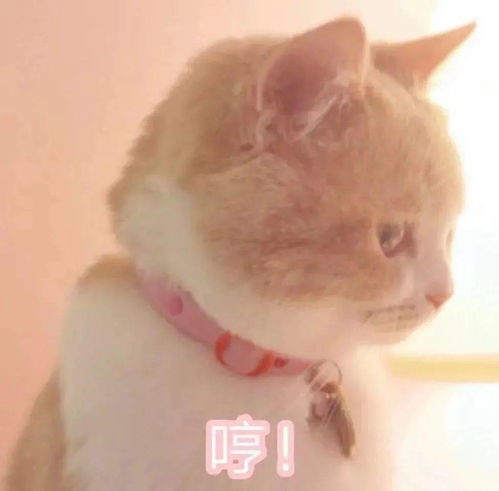 喵快起开跟本宫争宠你够格嘛