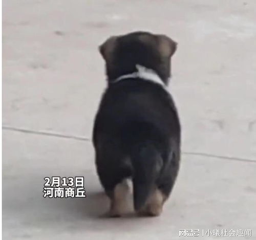 女子抱了一只小狗回家养,第二天狗妈妈就上门了,网友它不放心