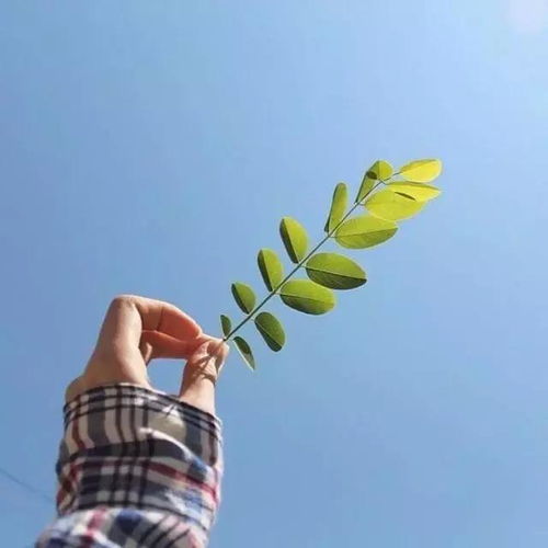 壁纸你是一场盛大的梦,梦醒了我能怪谁伤害