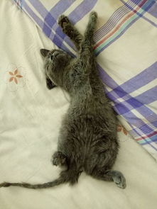 女孩买来一只英短蓝猫,喂养不到两月时间,医生直接建议说安乐死