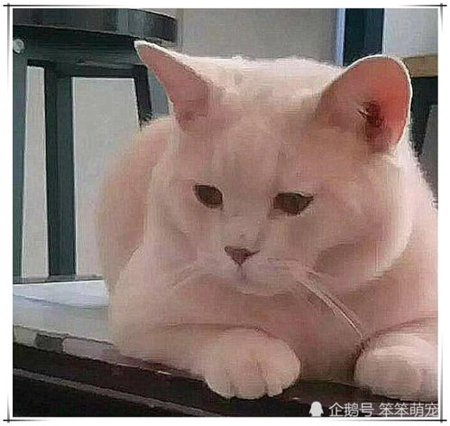 2000块买的蓝猫褪色变粉,找老板理论,老板退你双倍把猫还我