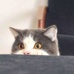 可爱萌猫头像大合集