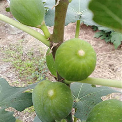 日本紫果无花果树苗批发日本紫果无花果树苗基地