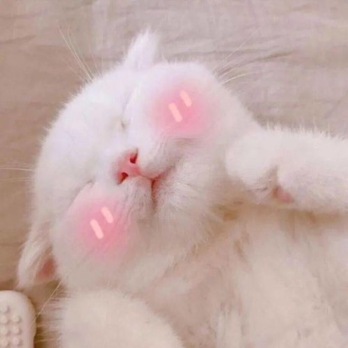 女头像是猫说明单身独居