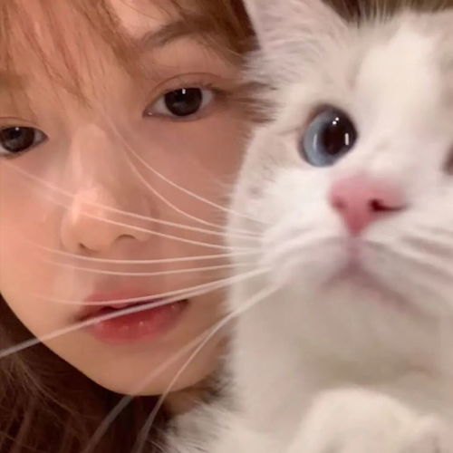 女生猫咪头像高级感小众头像